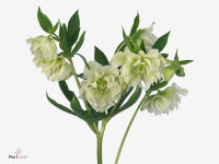 Helleborus orientalis 'Double Ellen White'