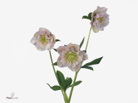Helleborus orientalis 'Double Ellen Pink'