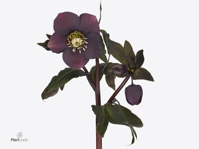 Helleborus orientalis 'Queens Black'