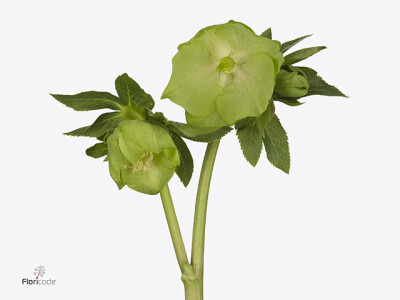 Helleborus orientalis 'Queens Green'