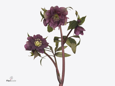 Helleborus orientalis 'Queens Double Red'