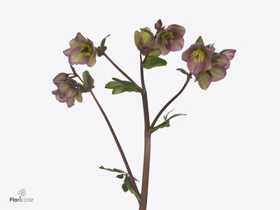 Helleborus Frostkiss Bayli's Blush