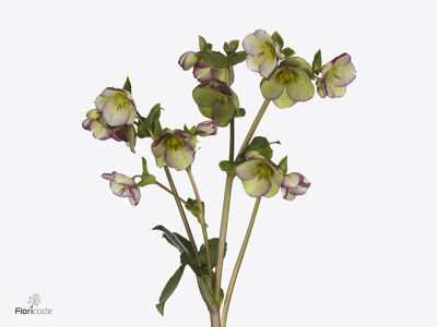 Helleborus Frostkiss Glenda's Gloss