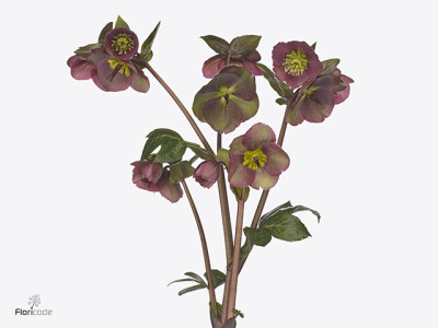 Helleborus Frostkiss Pippa's Purple