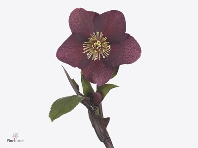 Helleborus Aarendelle Nora Red