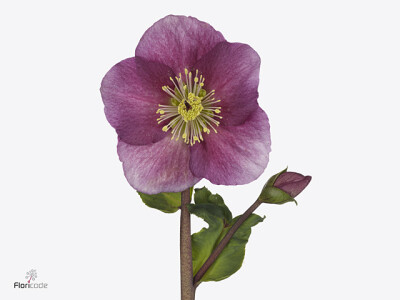 Helleborus Aarendelle Sara Red