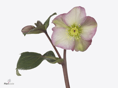 Helleborus Aarendelle Nora Picotee