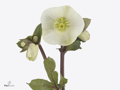 Helleborus Aarendelle Nora White