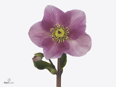 Helleborus Aarendelle Bella Pink