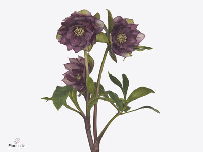 Helleborus orientalis 'Queens Double Picotee'