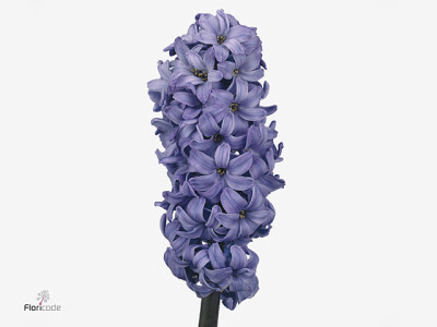 Hyacinthus orientalis 'Delft Blue'