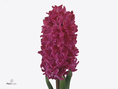 Hyacinthus orientalis 'Jan Bos'