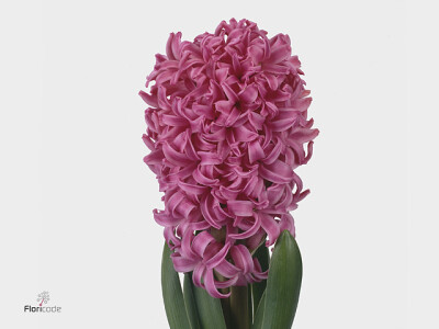 Hyacinthus orientalis 'Pink Pearl'