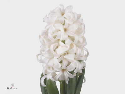 Hyacinthus orientalis 'White Pearl'