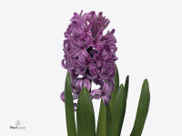 Hyacinthus orientalis 'Anna Liza'