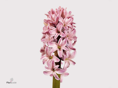 Hyacinthus orientalis 'Splendid Cornelia'