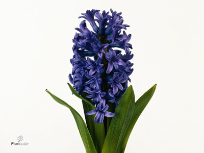 Hyacinthus orientalis 'Atlantic'