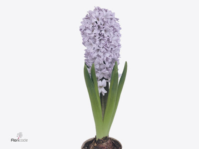 Hyacinthus orientalis 'Koh-I-Noor'