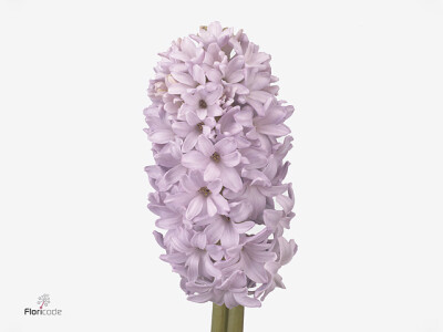 Hyacinthus orientalis 'City of Bradford'