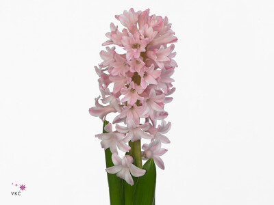 Hyacinthus orientalis 'Fondant'