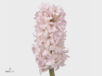 Hyacinthus orientalis 'China Pink'