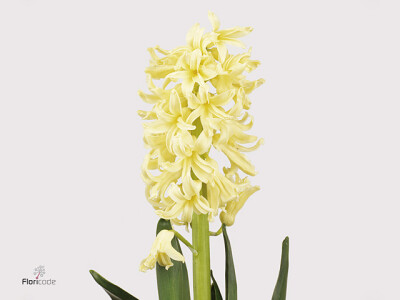 Hyacinthus orientalis 'Yellow Queen'