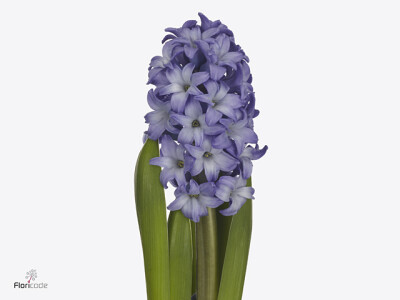 Hyacinthus orientalis 'Minos'