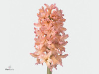 Hyacinthus orientalis 'Gipsy Queen'
