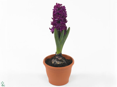 Hyacinthus orientalis 'Woodstock'