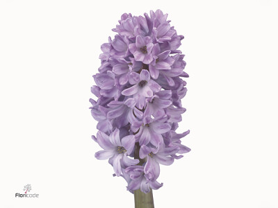 Hyacinthus orientalis 'Purple Star'