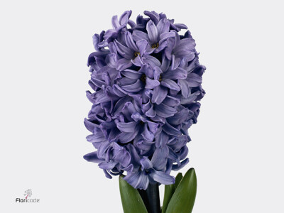 Hyacinthus orientalis 'Blue Star'