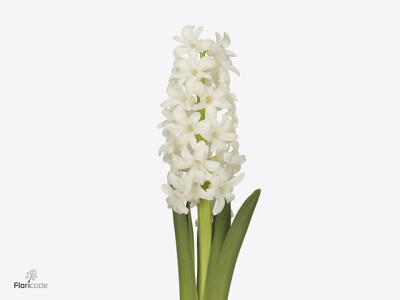 Hyacinthus orientalis 'Aiolos'