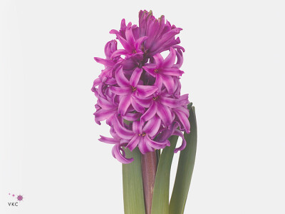 Hyacinthus orientalis 'Purple Sensation'