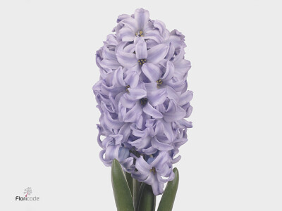 Hyacinthus orientalis 'Sky Jacket'