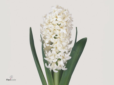 Hyacinthus orientalis 'Antarctica'