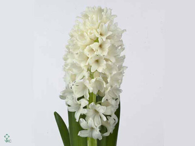 Hyacinthus orientalis 'Louvre'