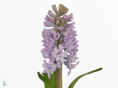 Hyacinthus orientalis 'Top Hit'