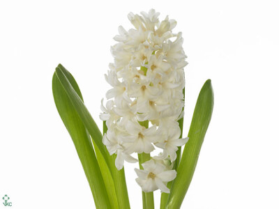 Hyacinthus orientalis 'White King'