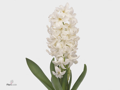 Hyacinthus orientalis 'Polar Giant'