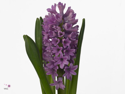 Hyacinthus orientalis 'Purple Voice'