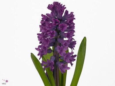 Hyacinthus orientalis 'Miss Saigon'