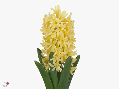 Hyacinthus orientalis 'Yellowstone'