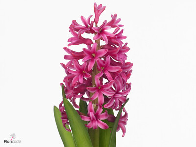 Hyacinthus orientalis 'Johanna'