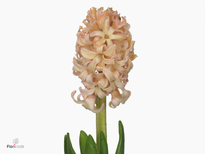 Hyacinthus orientalis 'Orange Lion'