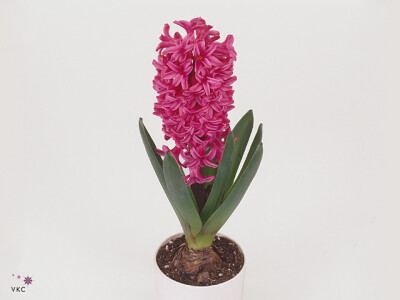 Hyacinthus orientalis 'Vuurbaak'