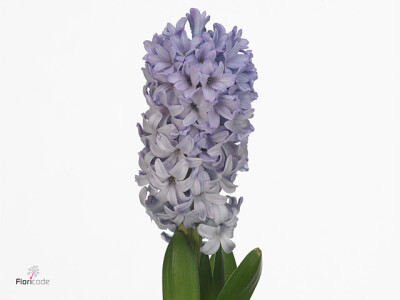 Hyacinthus orientalis 'Caribbean Dream'