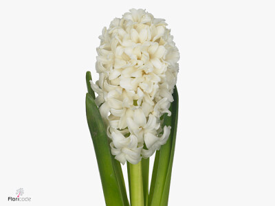 Hyacinthus orientalis 'White Ideal'