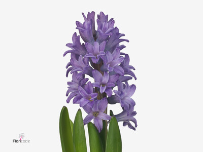 Hyacinthus orientalis 'Amaranta'