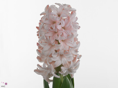 Hyacinthus orientalis 'Pink Elephant'