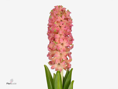 Hyacinthus orientalis 'Sweet Invitation'